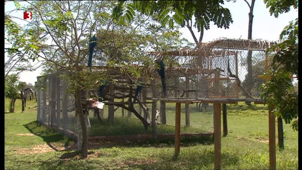 3 SAT German TV - The Pantanal and Amazon Rain Forest - Part 01