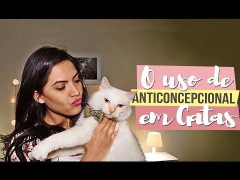 Vídeo: Infertilidade Em Gatas