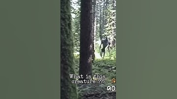 Terrifying Creature Caught on Old Camera in Forest 😳🌲