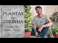 PLANTAS PARA COZINHA | FICUS LYRATA E JIBOIA | DIÁRIO DE OBRA 3 | LUCAS ALENCAR Vlog 07