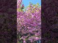 Spectular pink-purple blooms directly from the branch #flowershorts #flowertree #viralshorts