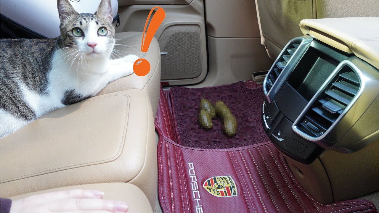 직장 상사의 1억5천만원 포르쉐에 똥 싼 고양이의 운명은? | 고양이 산책