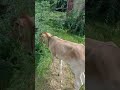 A Beautiful Baby Cow الفنانه فهيمه عبد الله 