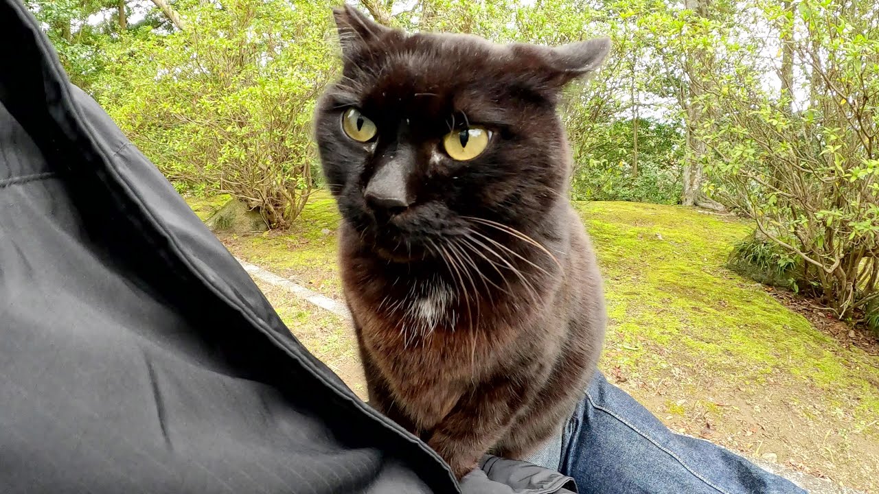 公園の黒猫さんが膝の上で甘えまくる動画 | 肉球ドットコム（299.com）