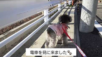 鉄犬チョロ Youtube 鉄犬チョロ Youtube