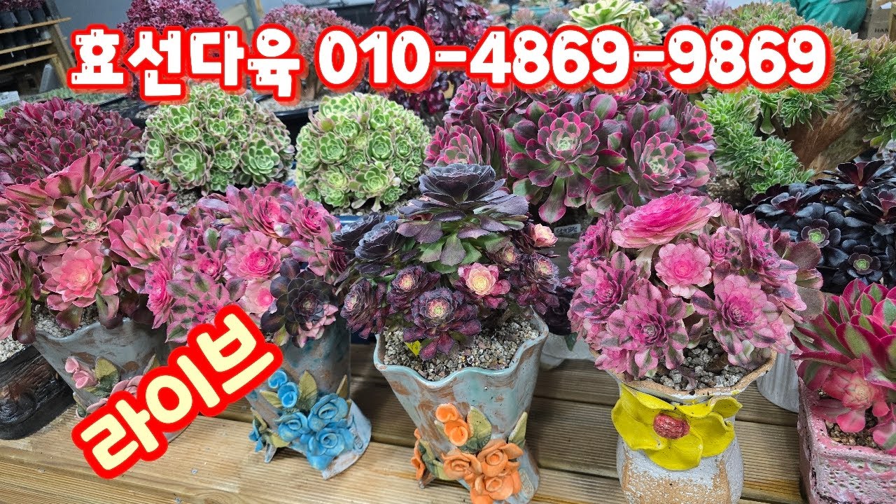 💥[3월 1일 라이브] 효선다육 010-4869-9869(카드가능) 예쁜이들 만나봐요~♡