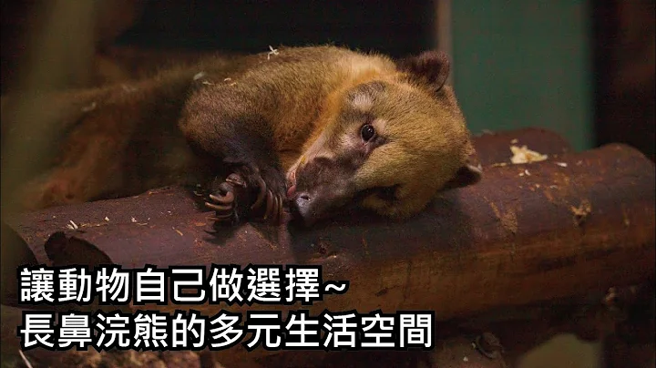 讓動物自己做選擇~長鼻浣熊的多元生活空間 - 天天要聞