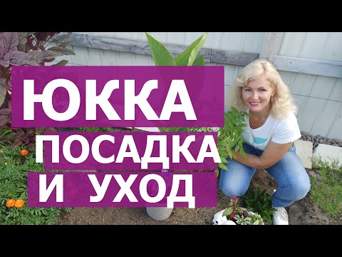 ЮККА. КАК ПОСАДИТЬ ЮККУ. УХОД , ПОДКОРМКА И ВЫРАЩИВАНИЕ ЮККИ. Юкка нитчатая, садовая