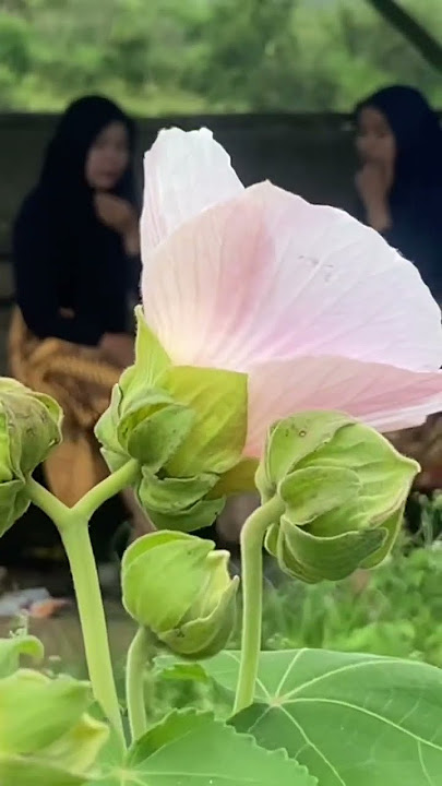 Tapak cinta #automobile #musicclip #hiburan #storywa #musicvideo #panggunghiburan