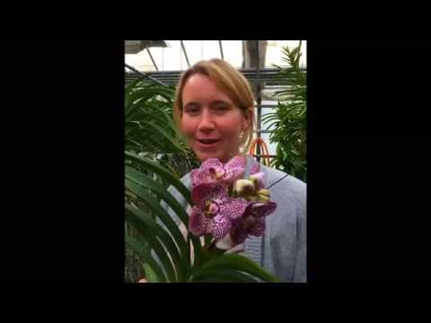 Video: Wanda Orchidee: Richtige Pflege