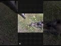 Hidden Wild Boar in Bushes 😳🐗 | You Won’t Spot It at First! #wildboar #shorts