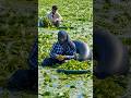 Why Farmers Use Boats to Harvest This Fruit! 😳 #shortsvideo