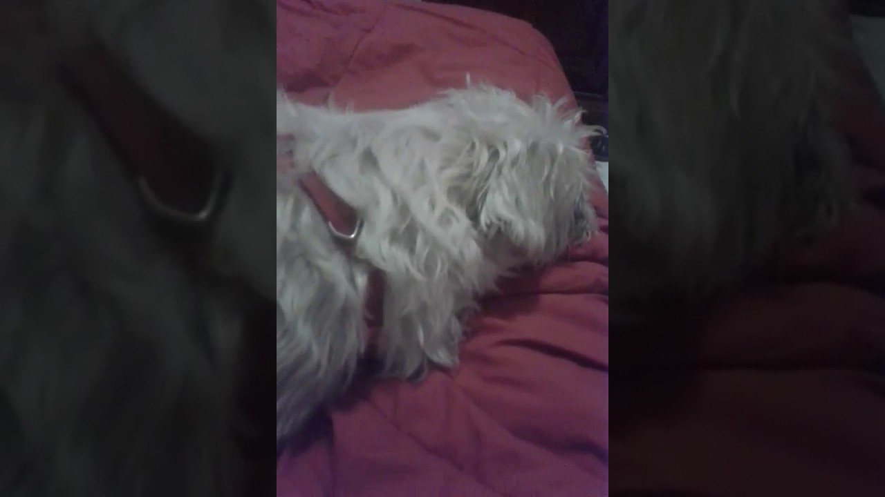 Cane Che Abbaia Youtube