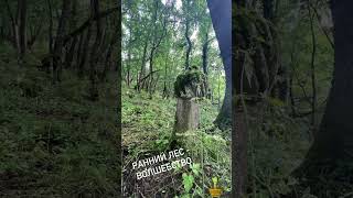 🌳 🪦 🐍 #лес #крым #энергиидня #доброеутро #магия #природа