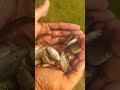 How Small Are The Fishes We Leave Them In The River Shortvideo Like Subscribe