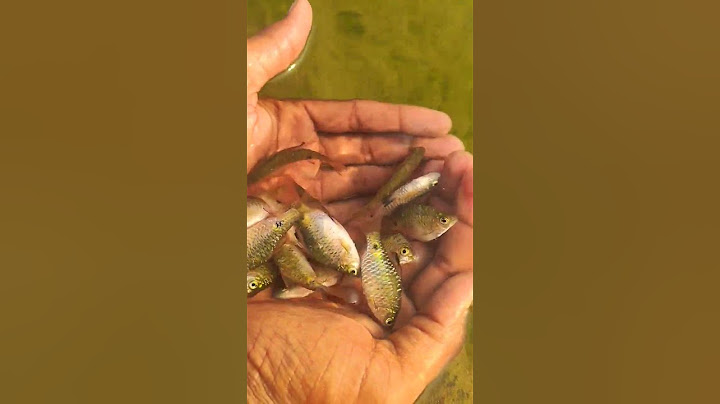 kitni chhoti chhoti machhliyan he  machhliyon ko ham Nadi mein chhod#shortvideo #like #sabscribe 🐟🐟🐬