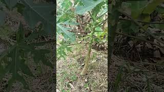 Download Lagu TRIK membasmi Gulma pada tanaman pepaya #shorts MP3