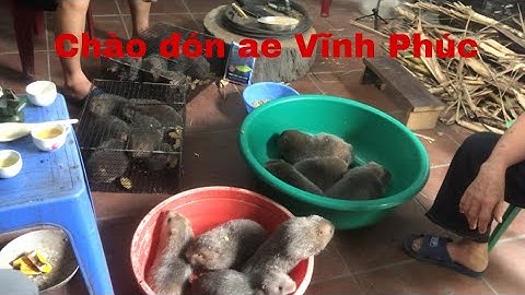 Dúi đạt chuẩn kích thước ghép sinh sản | Chuột Tre 360
