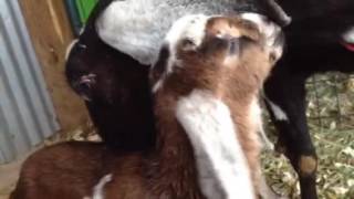 Molly And Her New Babies