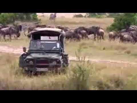 Watch African wildlife -  leopards ambush their prey  - BBC wildlife