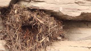 American Dipper Nest Building Progress Part 3