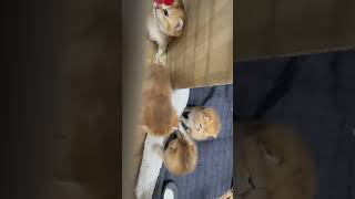 #애기고양이 #냥이 #고양이브이로그 #고양이일상 #집사