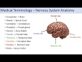 Medical Terminology | Lesson 8 | Nervous System, Cardiorespiratory and Endocrine Anatomy Terms