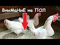 Чем мы застилаем пол в курятнике