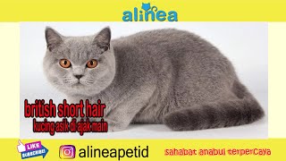 British Shorthair Suka main di Cat Room by Bang Daus Ali Channel 52 views 3 years ago 2 minutes, 59 seconds