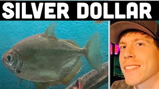 Silver Dollar Fish Growth Rate, Size, & Food