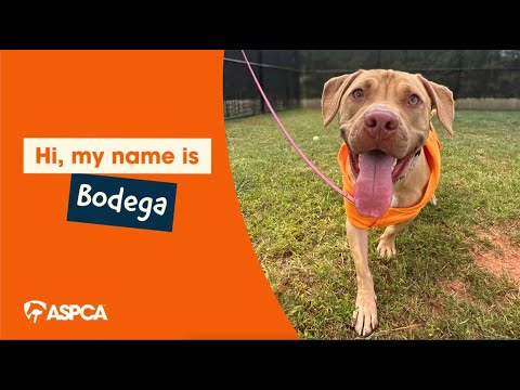 Meet Adoptable Bodega!