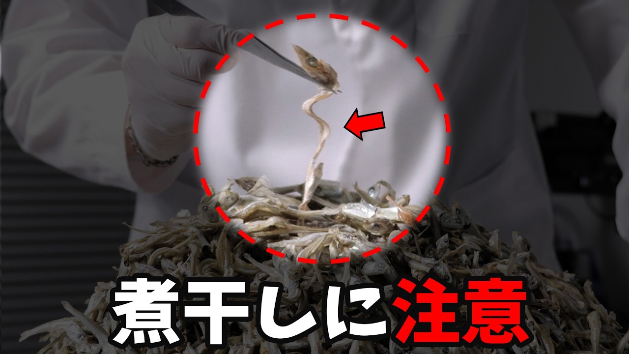 煮干しの中には驚きの生き物が潜んでいます