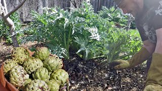 How & Why To Grow An Abundance Of Artichokes