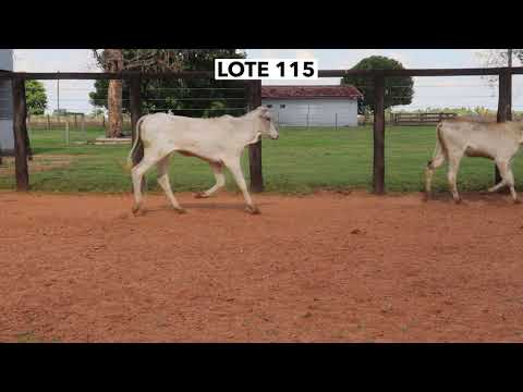LOTE 115