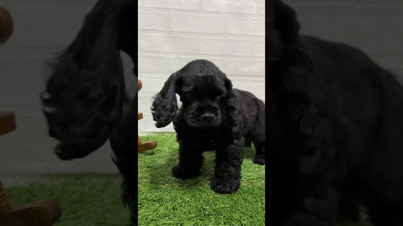 ワンニャンハウス