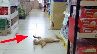 Kucing oyen tertidur saat disuruh jaga toko
