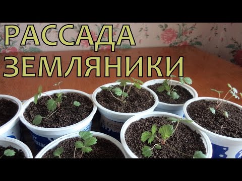 Выращивание ЗЕМЛЯНИКИ (КЛУБНИКИ) из семян. Уход за РАССАДОЙ после пикировки