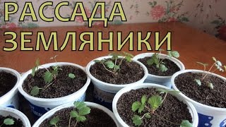 Выращивание ЗЕМЛЯНИКИ (КЛУБНИКИ) из семян. Уход за РАССАДОЙ после пикировки(Всем привет! Сейчас середина мая, с момента пикировки земляники прошло много времени. На растениях появилис..., 2015-04-12T15:11:26.000Z)