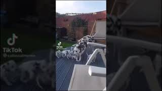 101 Dalmatians Cute Little Puppies