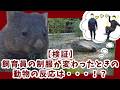 【五月山動物園公式チャンネル】 検証‼制服が変わったら動物たちはどのような反応をするの?