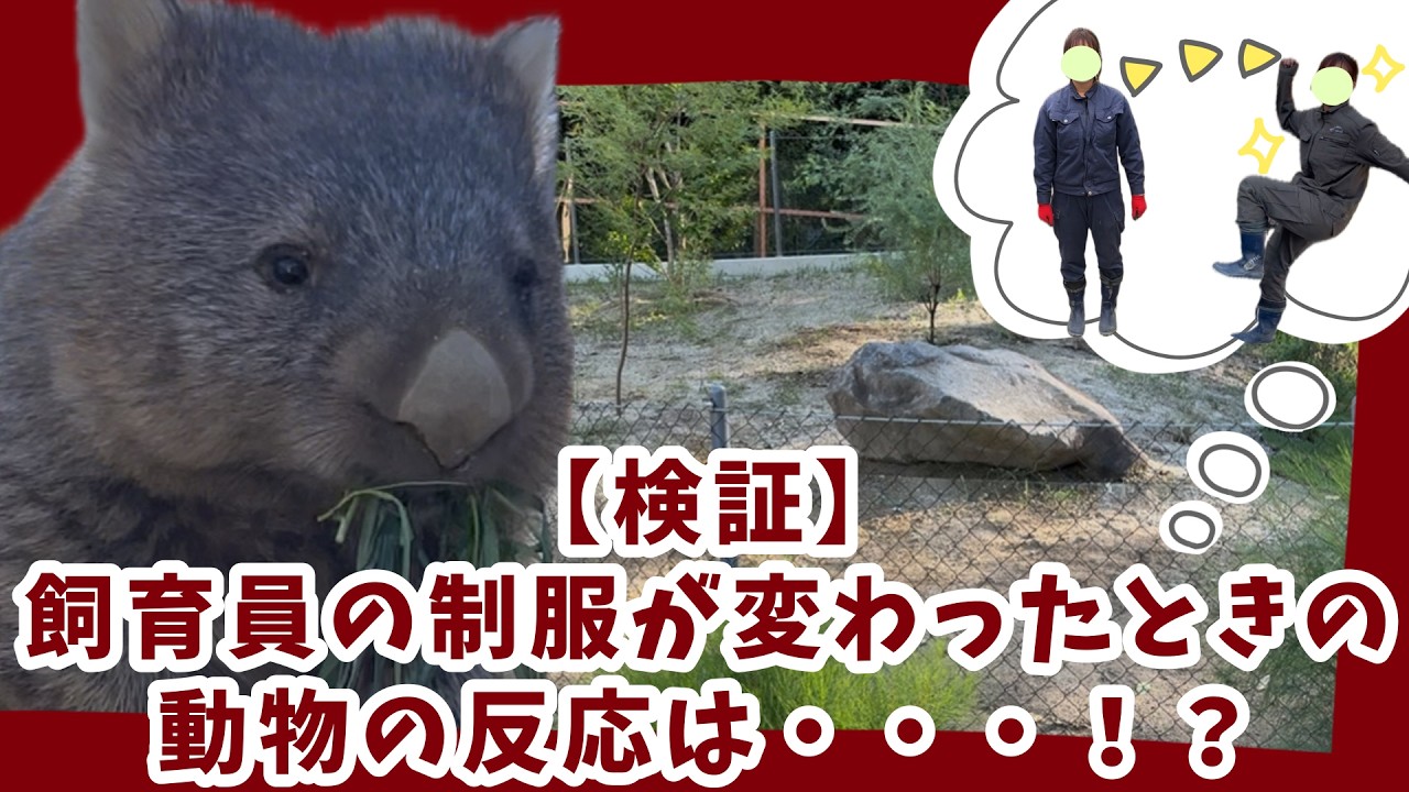【五月山動物園公式チャンネル】 検証‼制服が変わったら動物たちはどのような反応をするの?