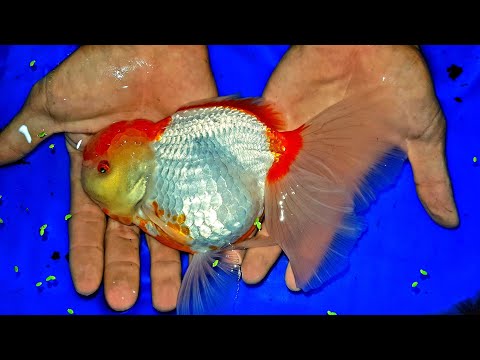 So Beautiful Oranda goldfish - Cá Vàng Đuôi Hoa Lan [DiamondDa