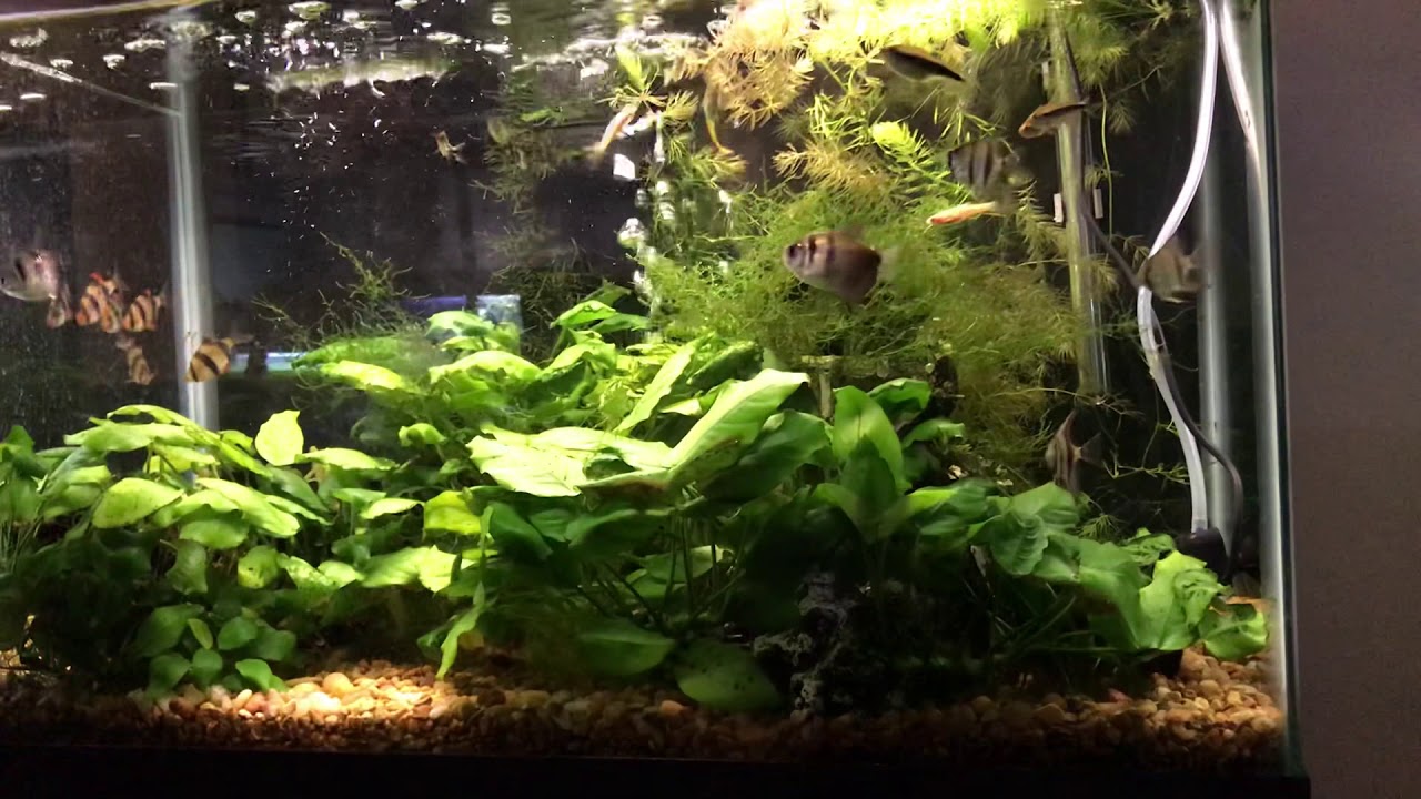 aquarium plants HEAVILY Planted Community Tank