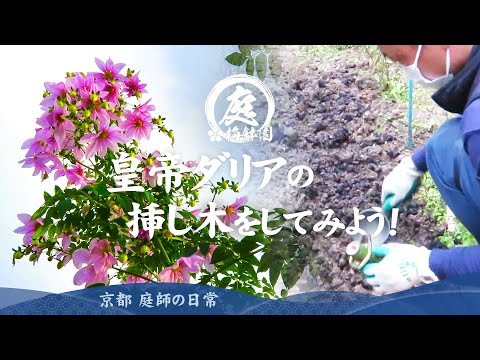 皇帝ダリア　確認用 皇帝ダリアの挿し木をしてみよう！ - YouTube
