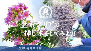 皇帝ダリアの挿し木をしてみよう Youtube