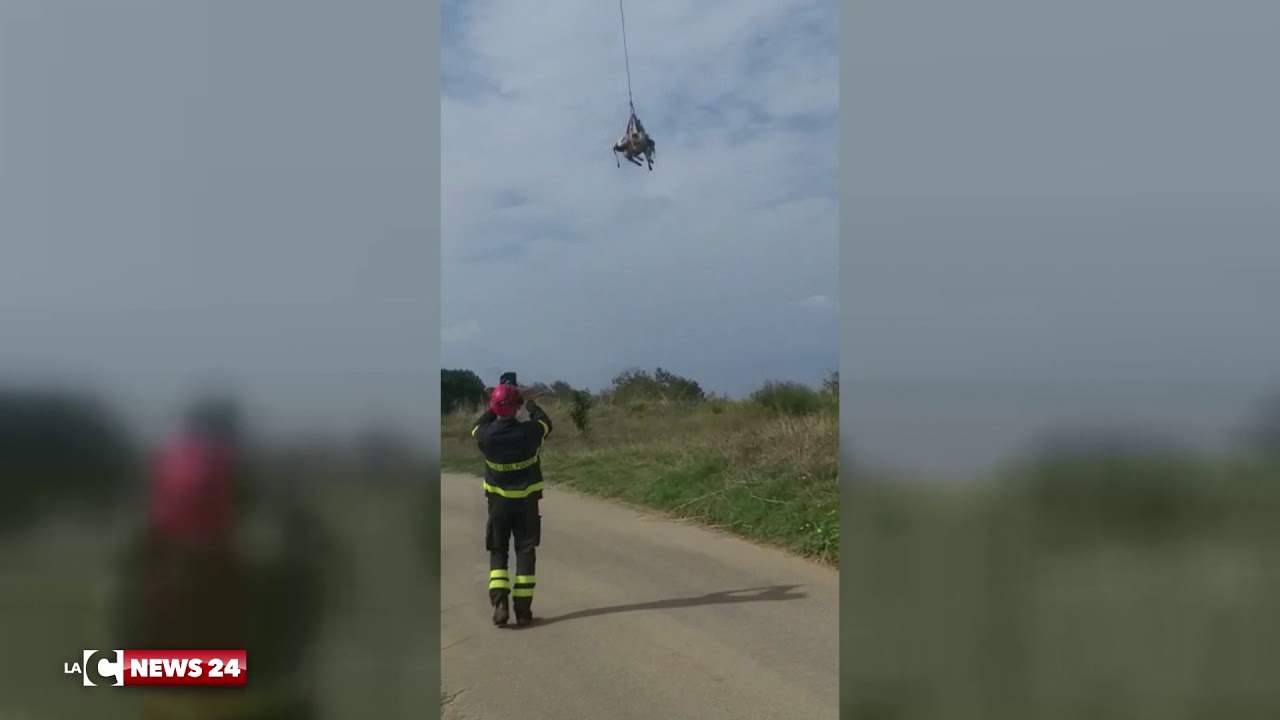 notizie del giorno Mucca salvata