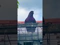 Pigeon sighting