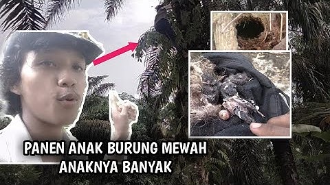 GAK JAUH UNTUK SARANG BURUNG INI