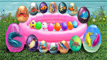 Tổng hợp video cá cảnh đẹp, động vật dễ thương, cá mập hổ, cá lóc thái, rắn, cá vàng, tôm, cá nóc