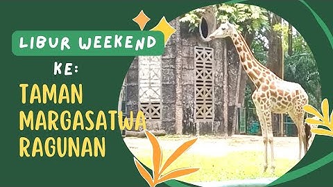 LIBUR WEEKEND KE TAMAN MARGASATWA RAGUNAN #ragunan #ragunanzoo #weekend #liburan #wisata
